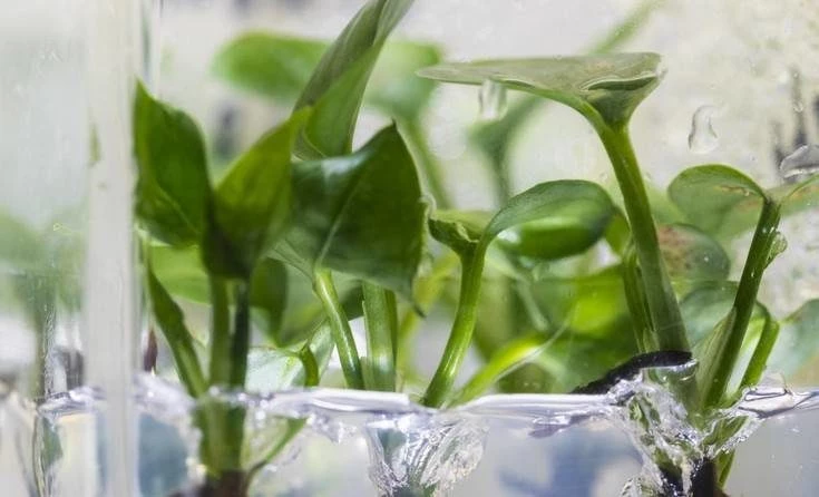 Αυτό το φυτό απορροφάει ουσίες που έχουν συνδεθεί με τον καρκίνο -Αφαιρεί το βενζόλιο και το χλωροφόρμιο από τον αέρα